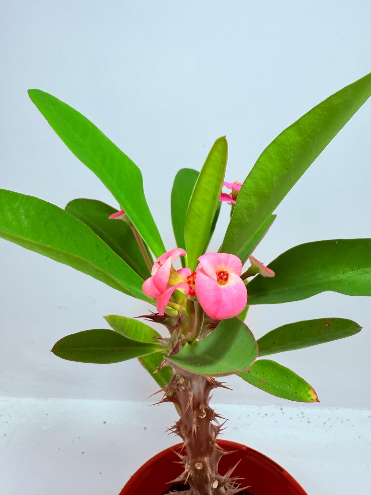 Euphorbia Milli  ‘Soft Pink’ #729