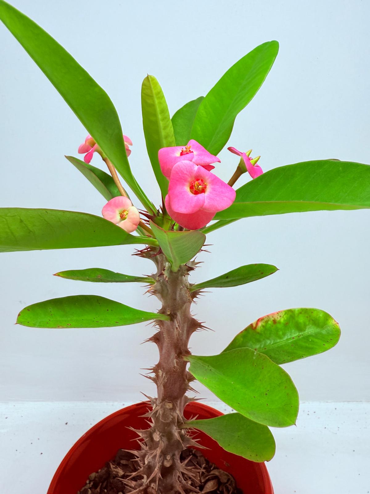 Euphorbia Milli  ‘Soft Pink’ #729