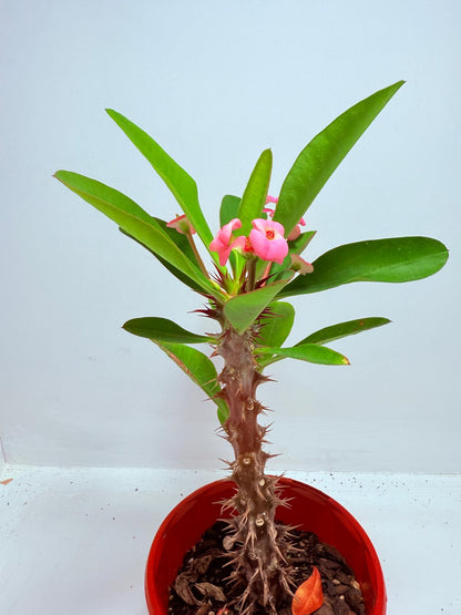 Euphorbia Milli  ‘Soft Pink’ #729