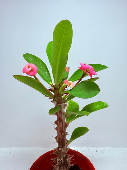 Euphorbia Milli  ‘Soft Pink’ #729