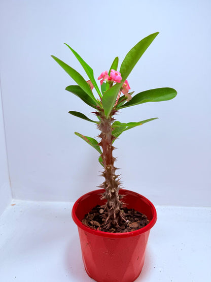 Euphorbia Milli  ‘Soft Pink’ #729