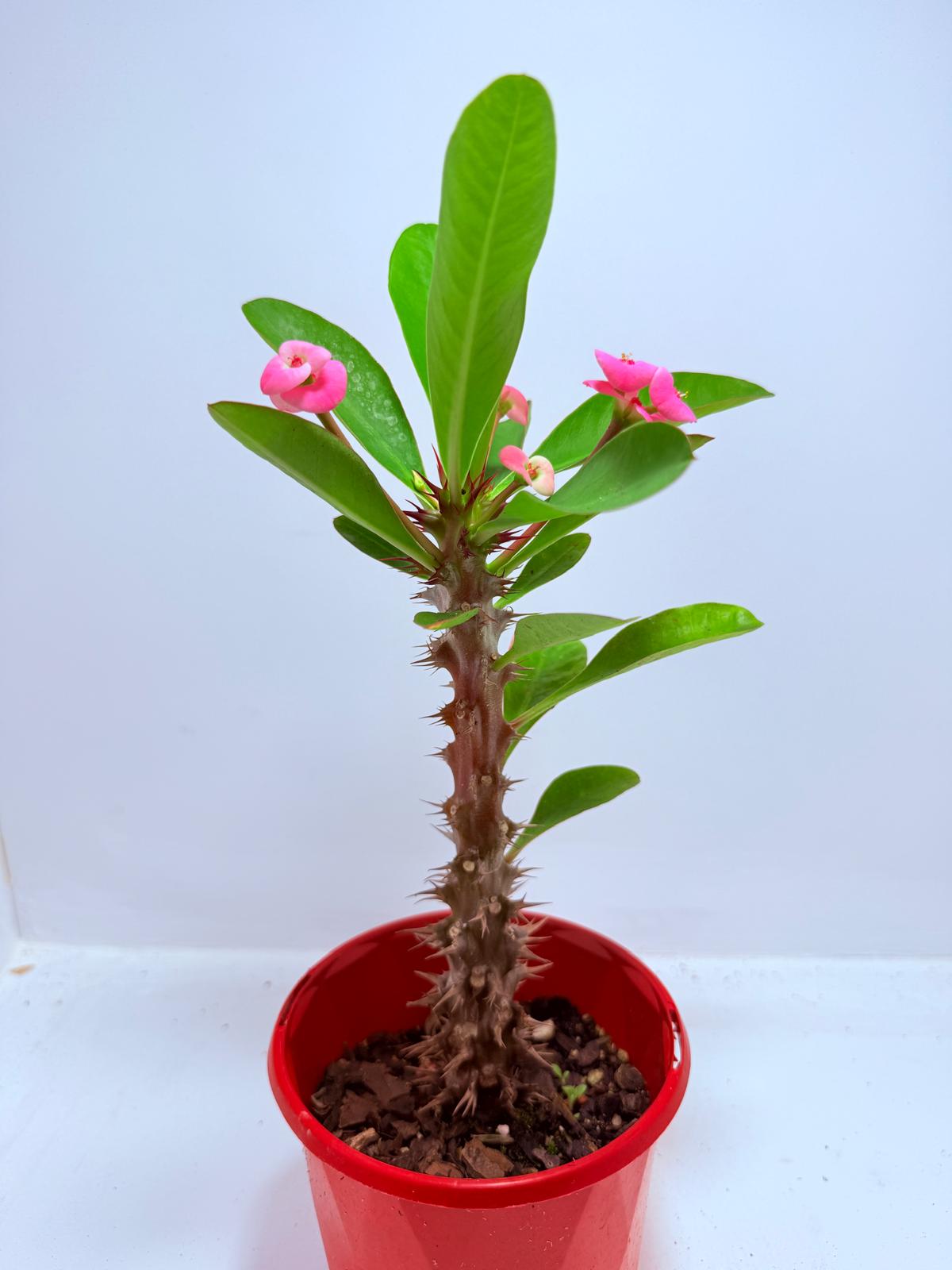 Euphorbia Milli  ‘Soft Pink’ #729
