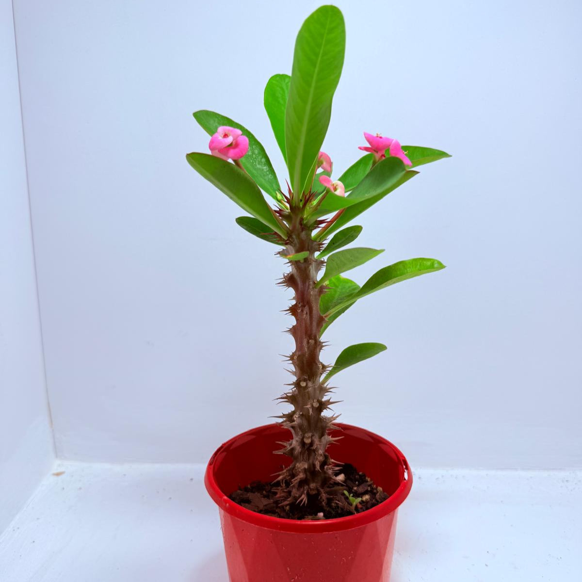 Euphorbia Milli  ‘Soft Pink’ #729