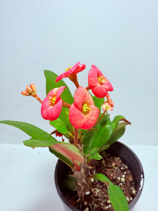 Euphorbia Milli #719