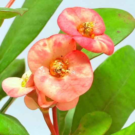 Euphorbia Milli #719