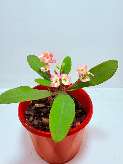 Euphorbia Milli #718