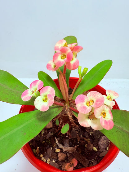 Euphorbia Milli #718