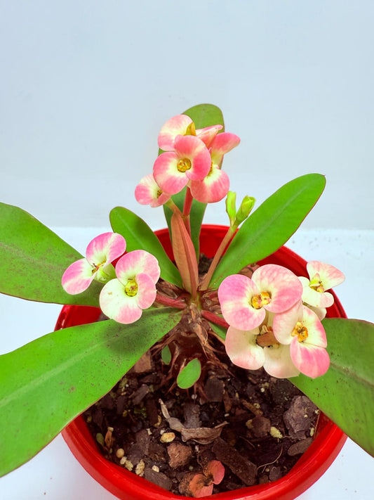 Euphorbia Milli #718