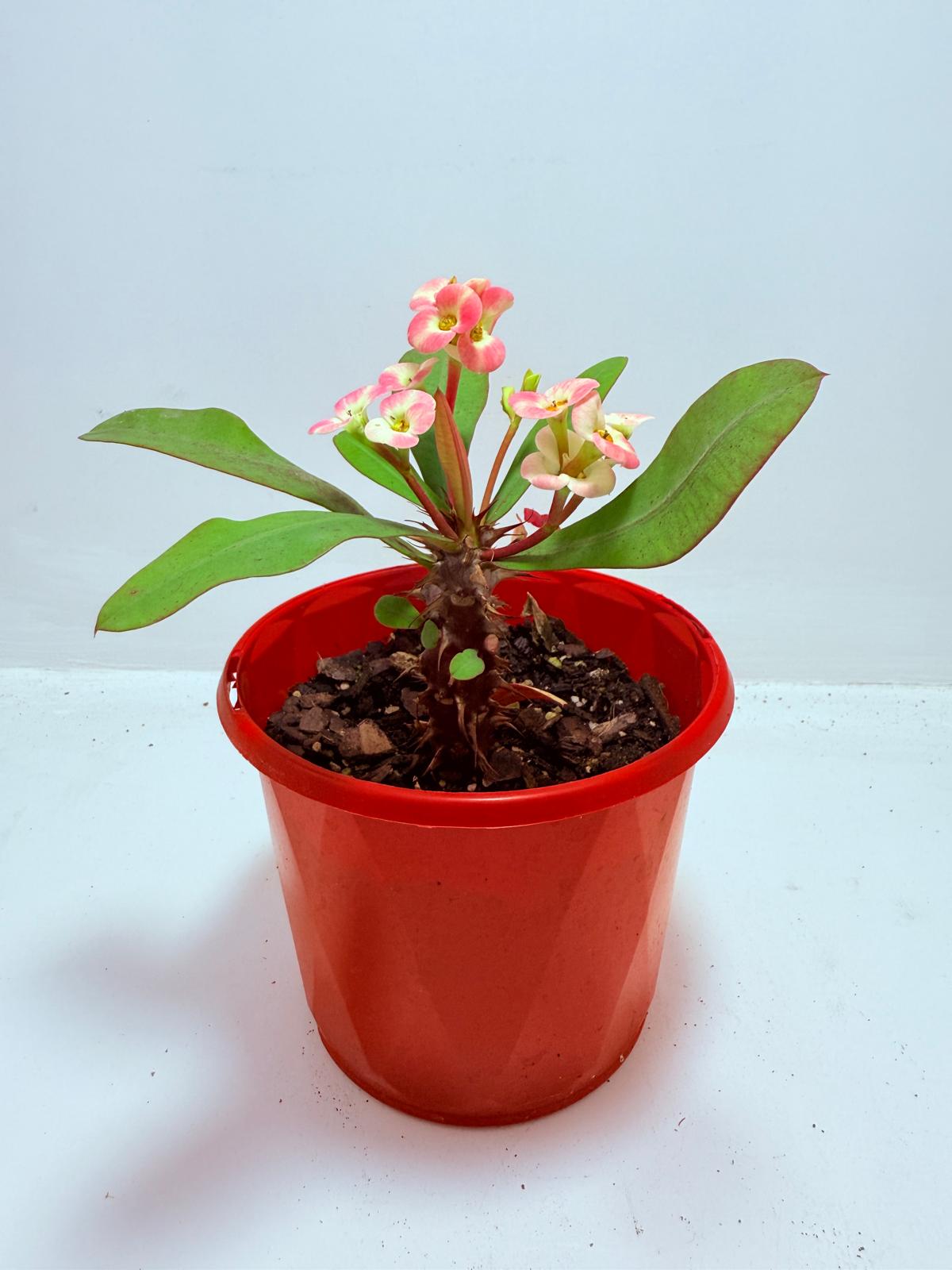 Euphorbia Milli #718