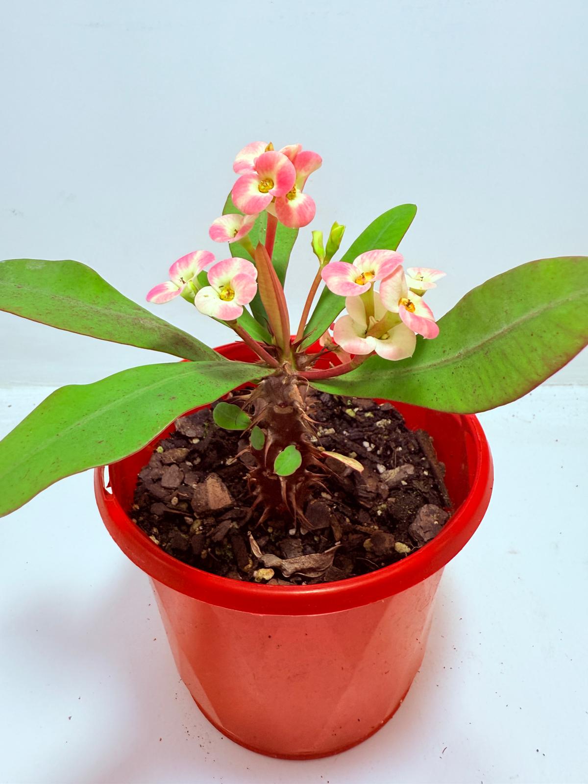 Euphorbia Milli #718