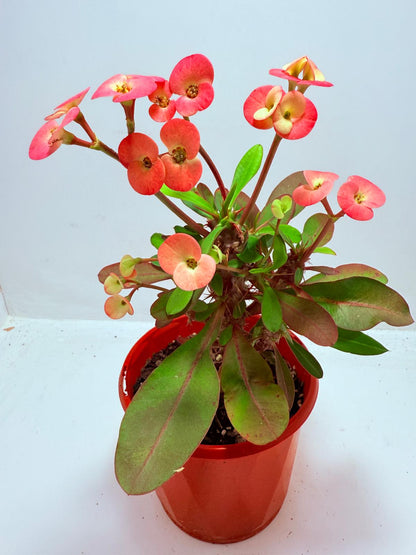 Euphorbia Milli #717