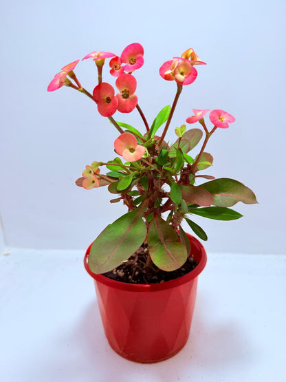 Euphorbia Milli #717