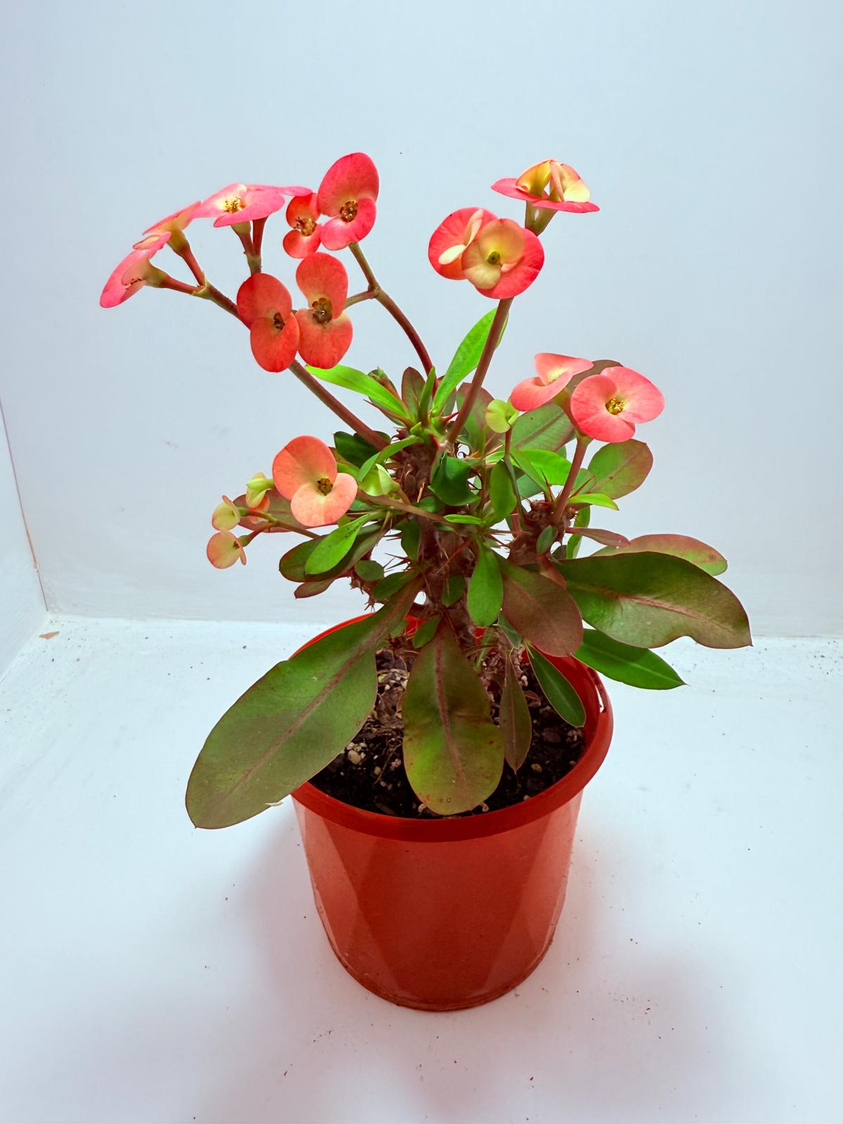 Euphorbia Milli #717
