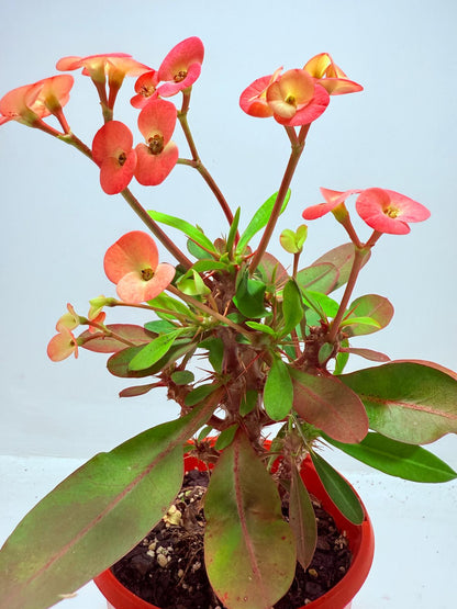 Euphorbia Milli #717