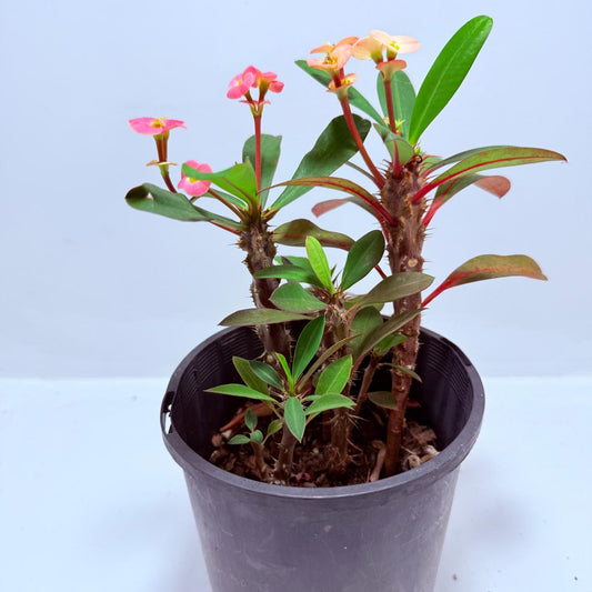 Euphorbia Milli #713
