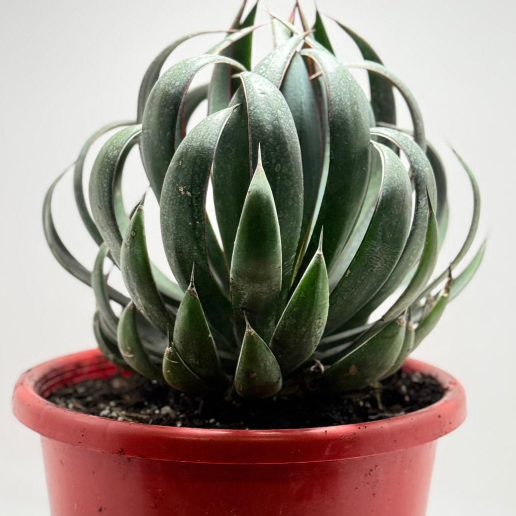 Advance Mangave Praying hands - 4 yrs old