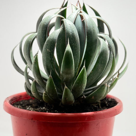 Advance Mangave Praying hands - 4 yrs old