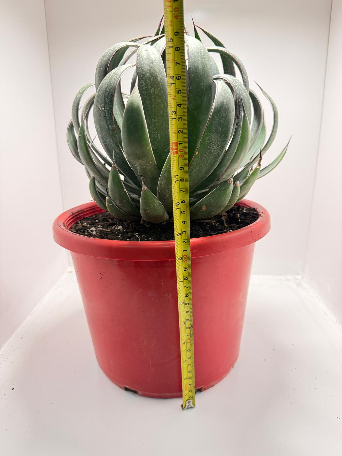 Advance Mangave Praying hands - 4 yrs old