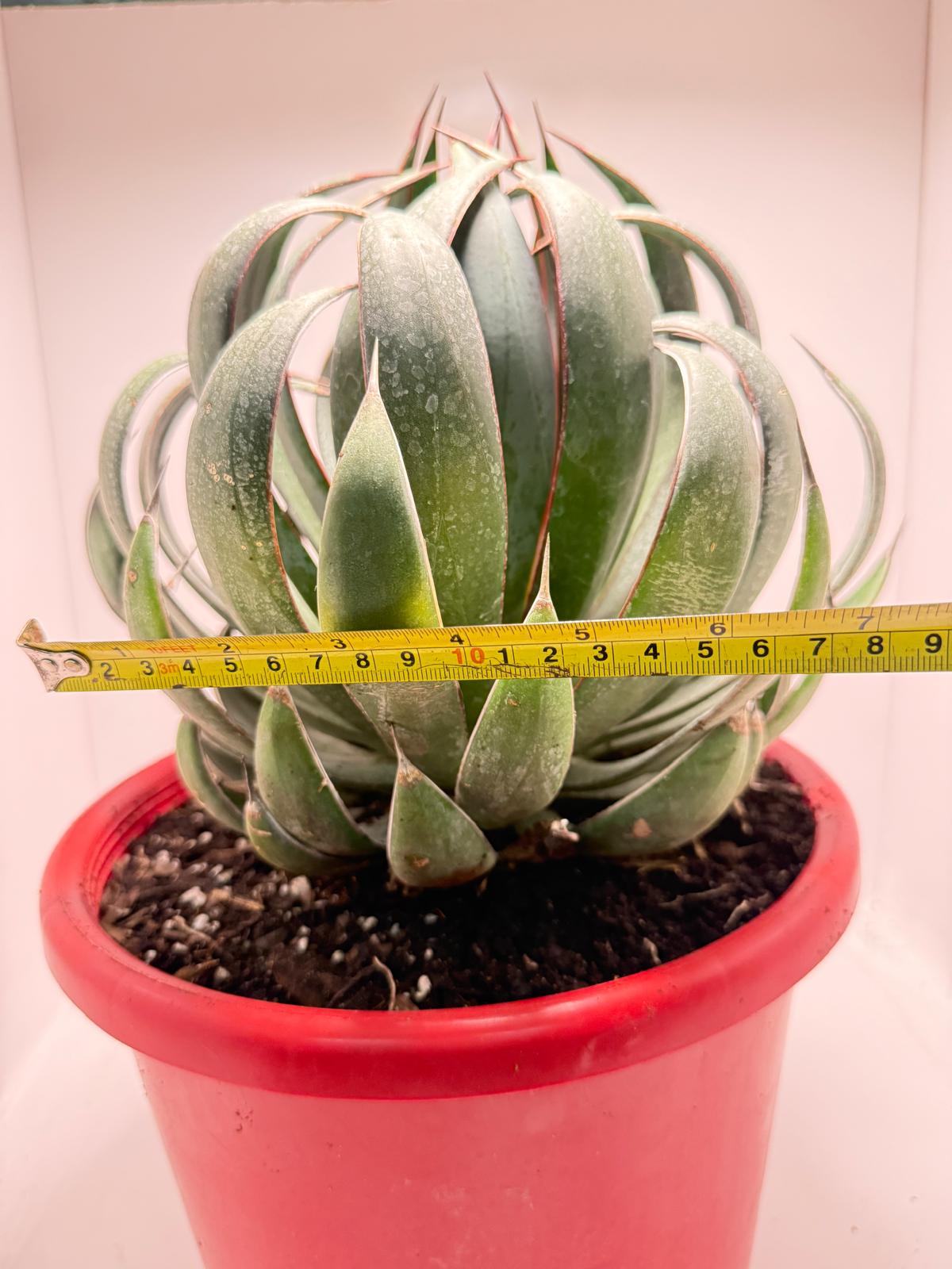 Advance Mangave Praying hands - 4 yrs old