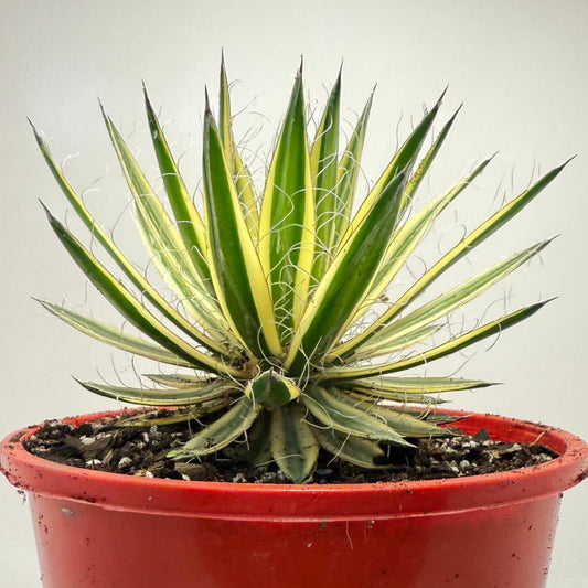 Agave Royal Flush - 210mm