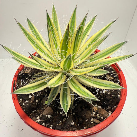 Agave Royal Flush - 210mm