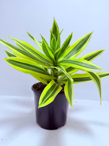 Dracaena reflexa Song of India 130mm