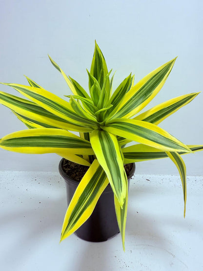 Dracaena reflexa Song of India 130mm