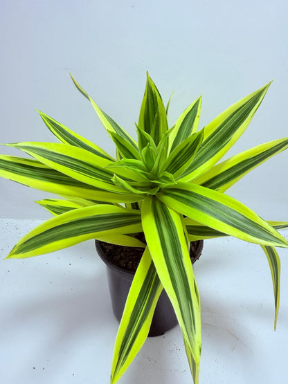 Dracaena reflexa Song of India 130mm