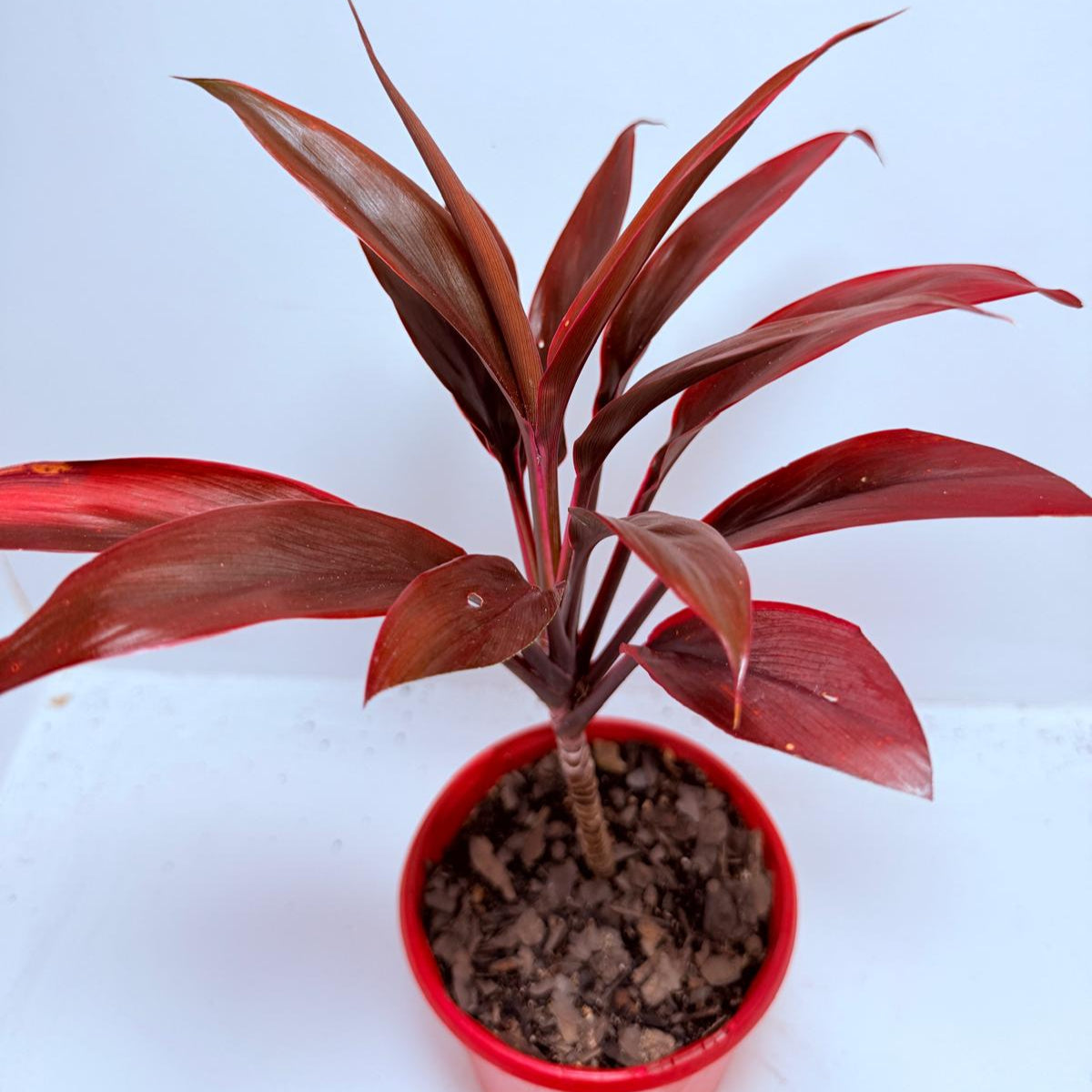 Cordyline fruticosa Tango- 130mm