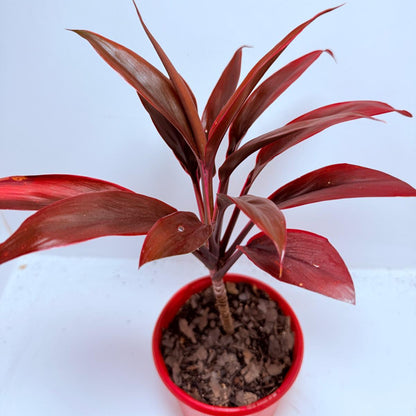 Cordyline fruticosa Tango- 130mm