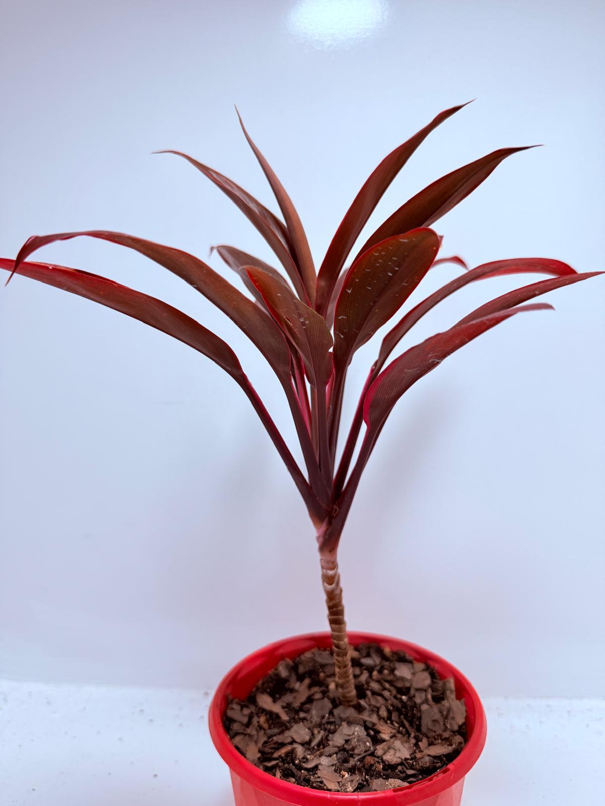 Cordyline fruticosa Tango- 130mm