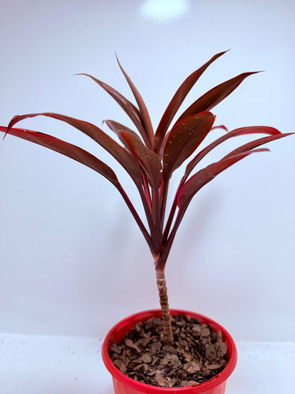Cordyline fruticosa Tango- 130mm