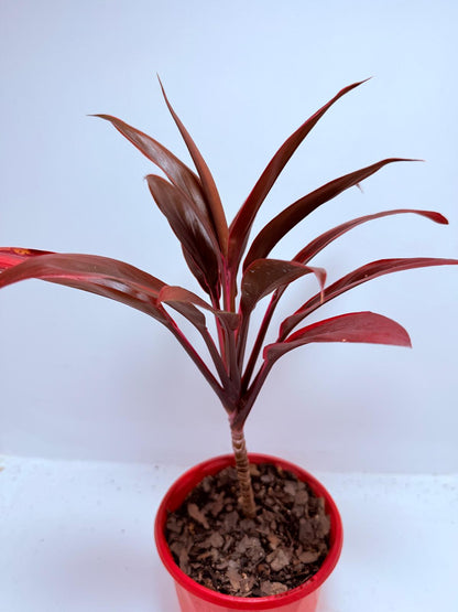 Cordyline fruticosa Tango- 130mm