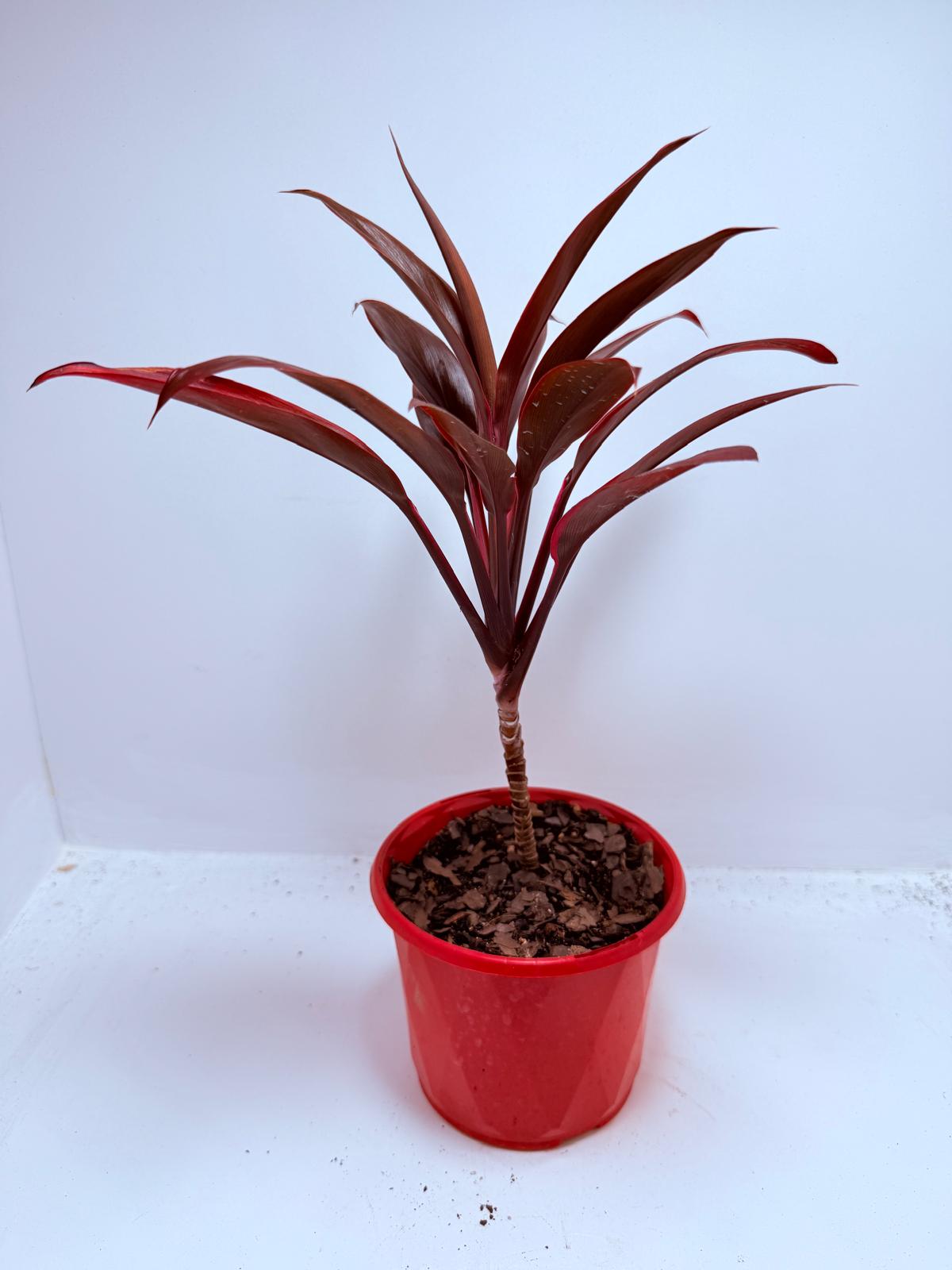 Cordyline fruticosa Tango- 130mm