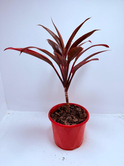 Cordyline fruticosa Tango- 130mm