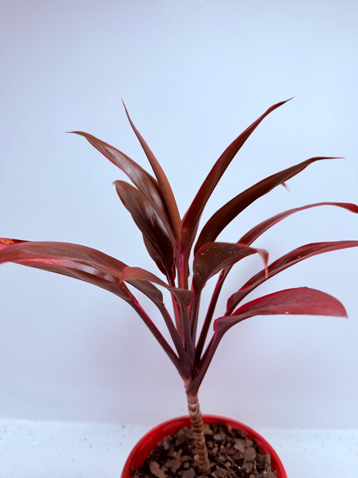 Cordyline fruticosa Tango- 130mm