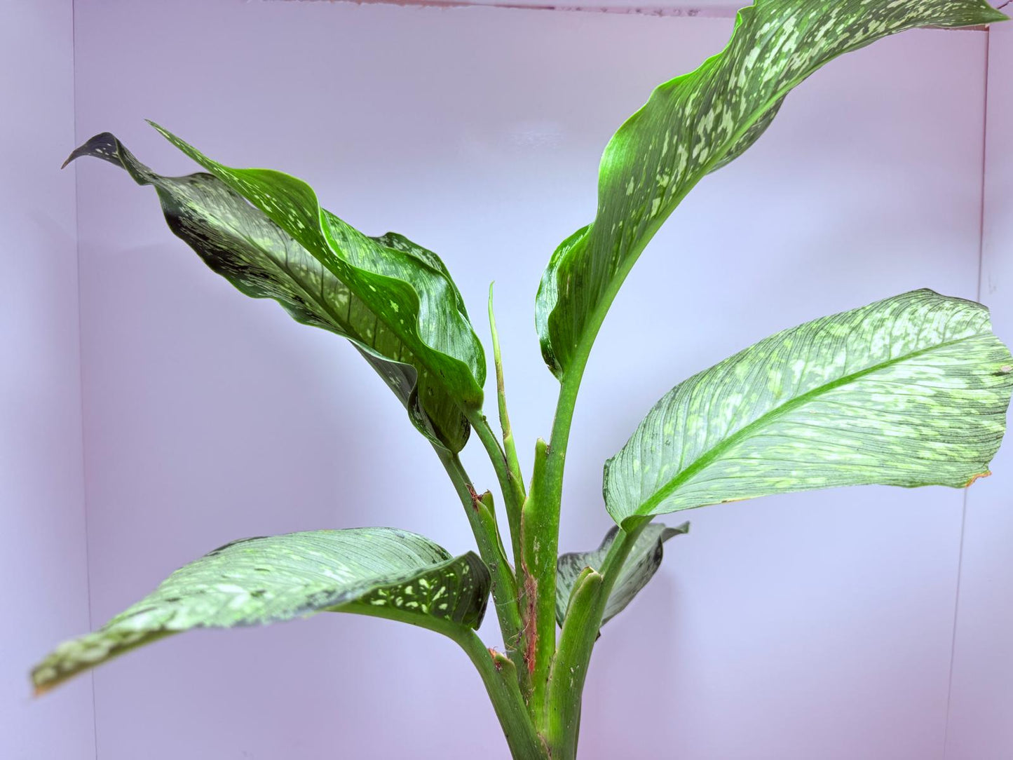 Dieffenbachia Maculata "Tropical Tiki"