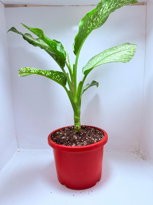 Dieffenbachia Maculata "Tropical Tiki"
