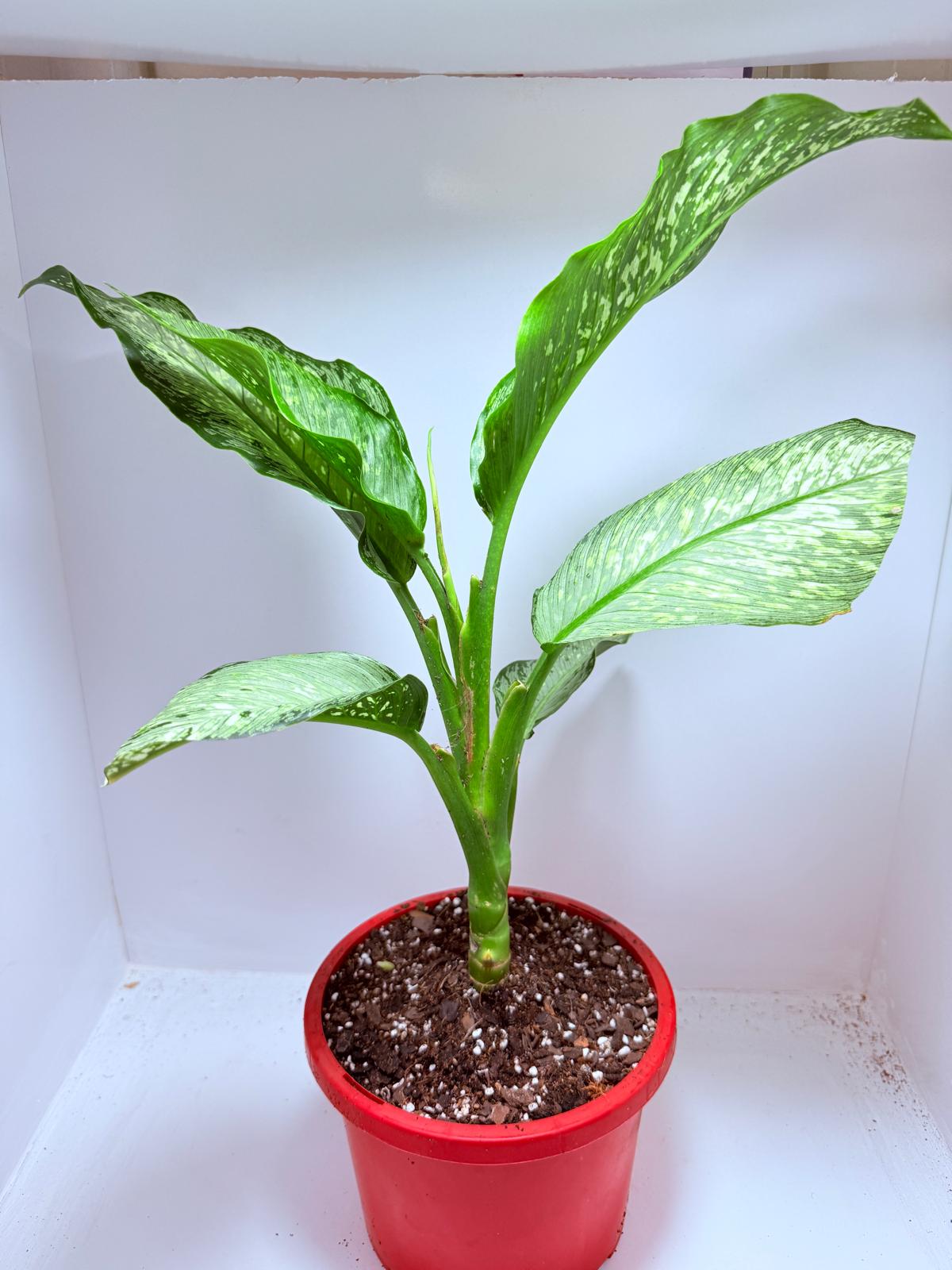Dieffenbachia Maculata "Tropical Tiki"