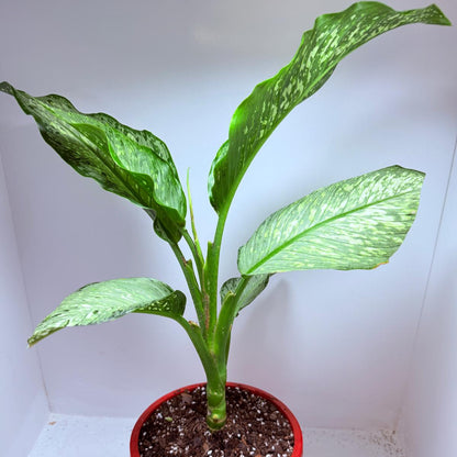 Dieffenbachia Maculata "Tropical Tiki"