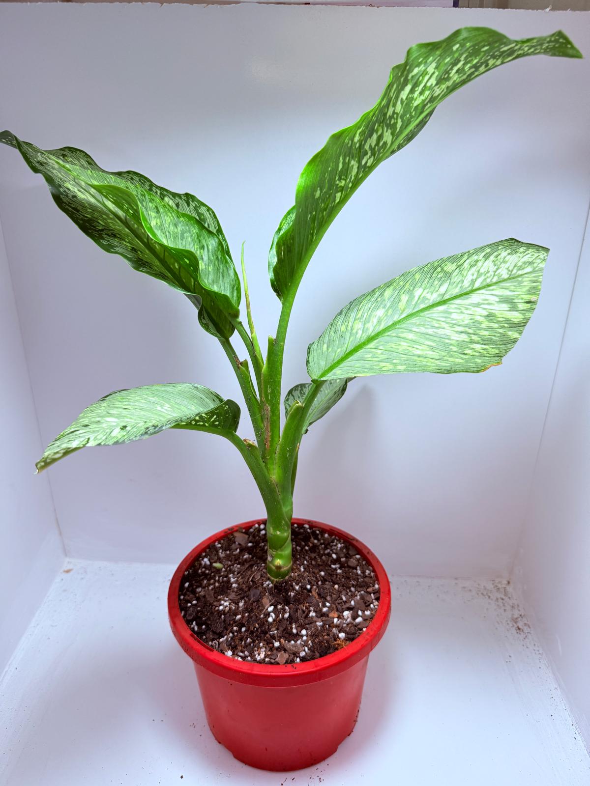 Dieffenbachia Maculata "Tropical Tiki"