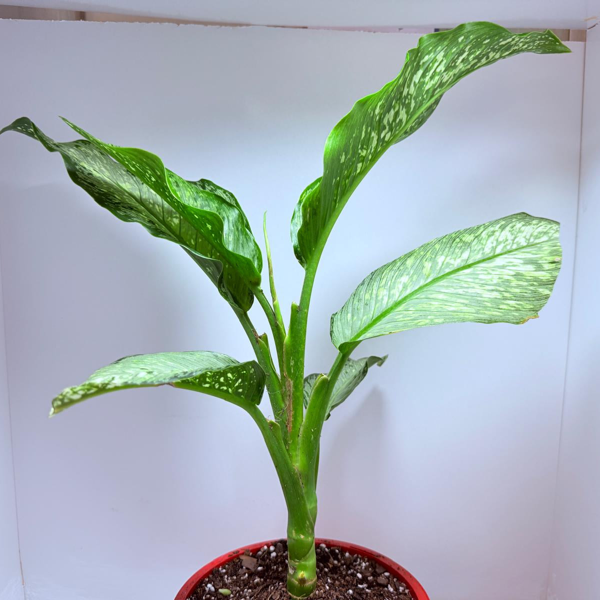 Dieffenbachia Maculata "Tropical Tiki"