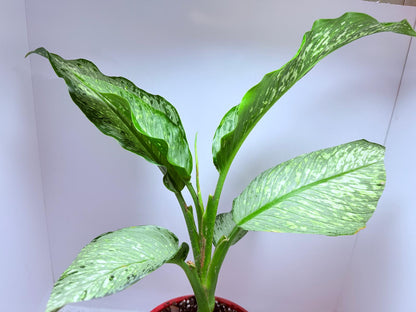Dieffenbachia Maculata "Tropical Tiki"