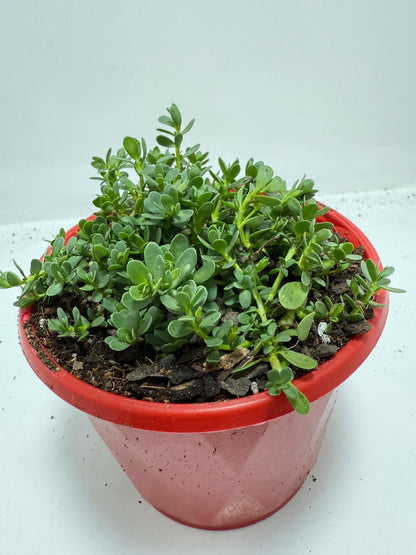 Brahmi (Bacopa Monnieri ) Brain tonic “Lunuwila” - 130mm