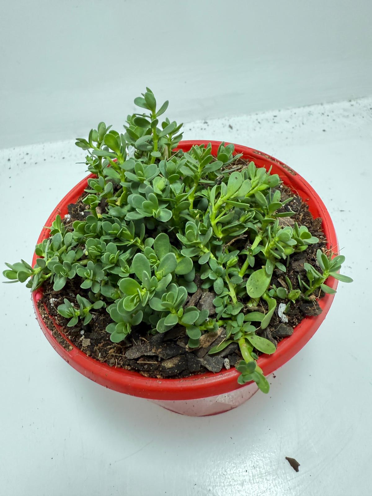 Brahmi (Bacopa Monnieri ) Brain tonic “Lunuwila” - 130mm