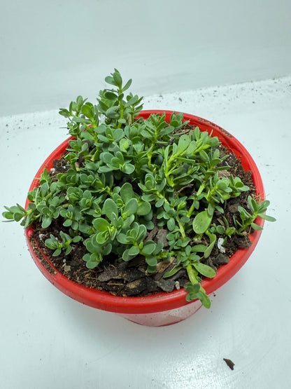 Brahmi (Bacopa Monnieri ) Brain tonic “Lunuwila” - 130mm