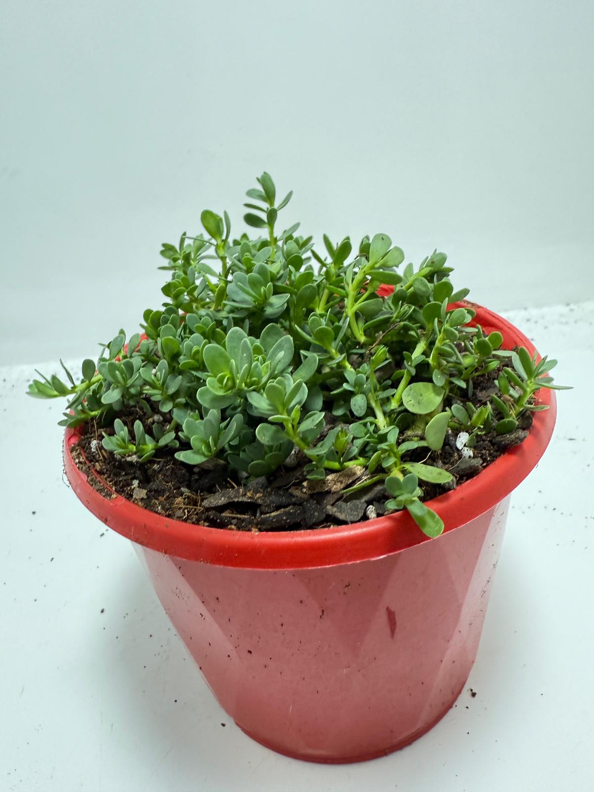 Brahmi (Bacopa Monnieri ) Brain tonic “Lunuwila” - 130mm