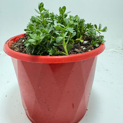 Brahmi (Bacopa Monnieri ) Brain tonic “Lunuwila” - 130mm