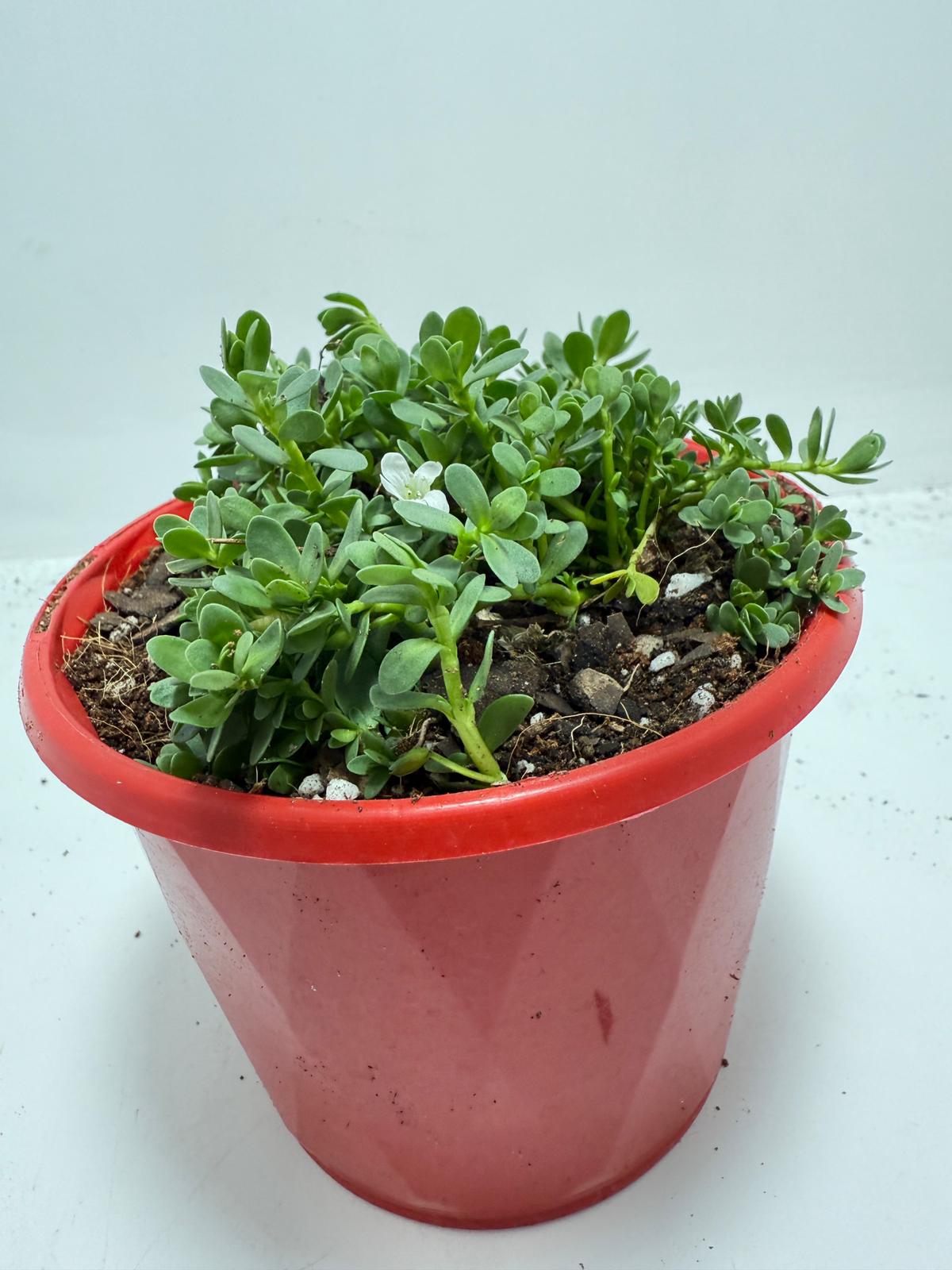 Brahmi (Bacopa Monnieri ) Brain tonic “Lunuwila” - 130mm