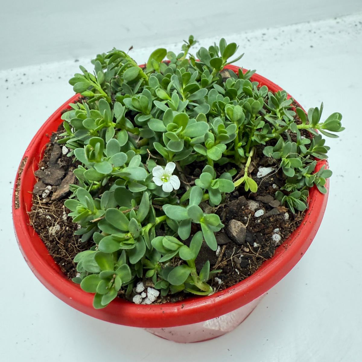 Brahmi (Bacopa Monnieri ) Brain tonic “Lunuwila” - 130mm